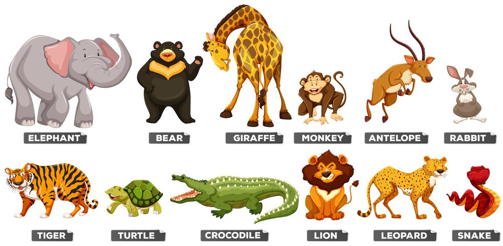 Wild animals in many types vector
